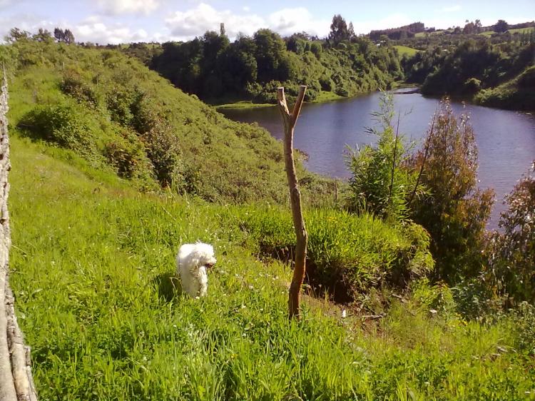 Fotografía 4 de Camping La Laguna en Puqueldon, Los Lagos