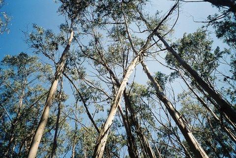 Fotografía 3 de Camping el Bosque de Pichidangui en Coquimbo, Coquimbo
