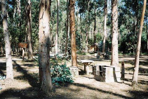 Fotografía 8 de Camping el Bosque de Pichidangui en Coquimbo, Coquimbo