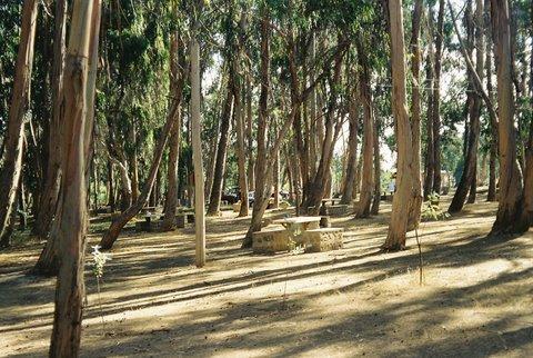 Fotografía 11 de Camping el Bosque de Pichidangui en Coquimbo, Coquimbo