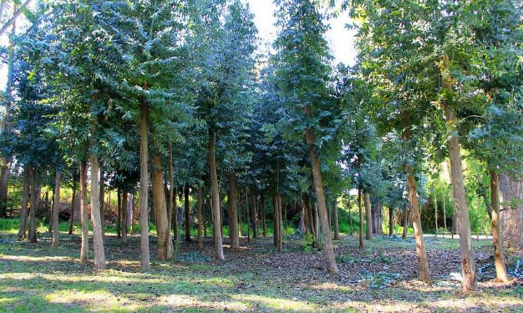 Fotografía 6 de Camping Los Puentes en Isla De Maipo, Metropolitana