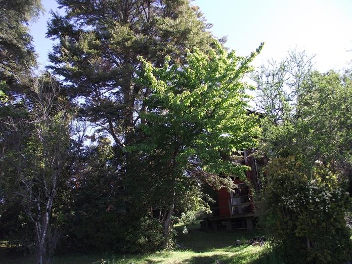 Fotografía 7 de Camping No Me Olvides en Puyehue, Los Lagos