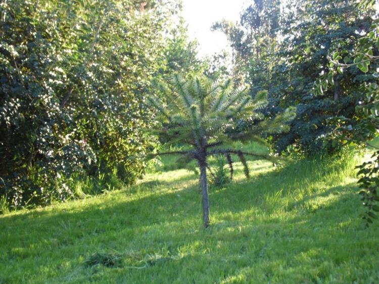Fotografía 15 de Camping Turismo Rural Los Arrayanes en Cañete, Bio Bio