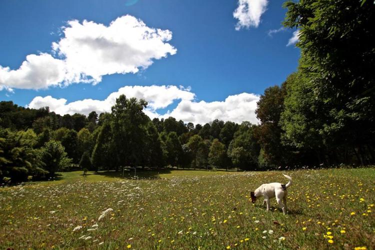 Fotografía 4 de Camping Estero Cobulto en Cunco, Araucania