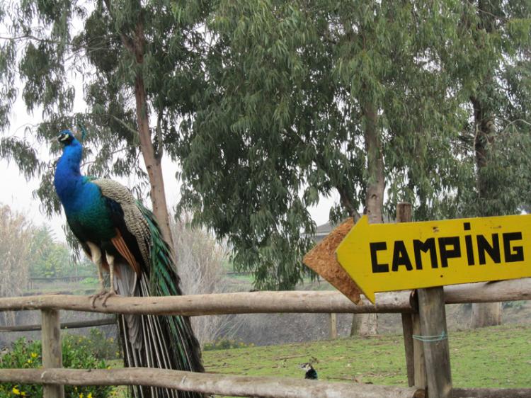 Fotografía 3 de Camping Laguna Esmeralda en Melipilla, Metropolitana