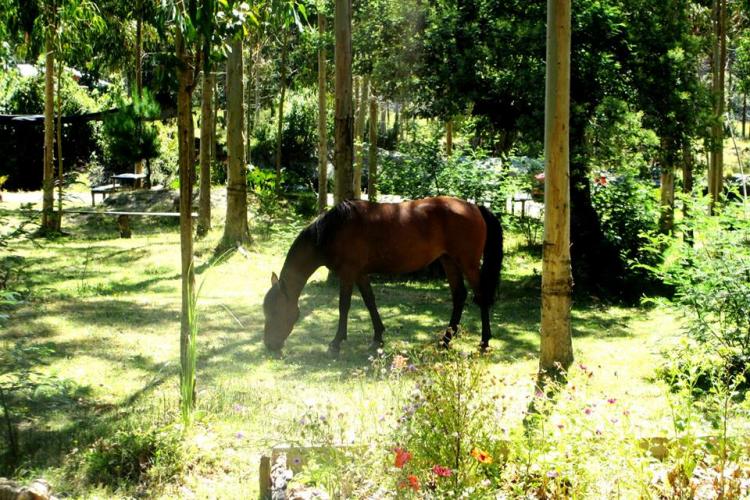 Fotografía 9 de Camping La Cascada en Tolten, Araucania