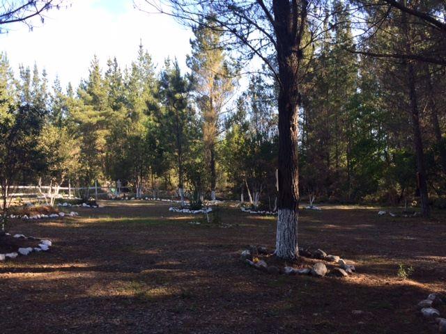 Fotografía 3 de Camping Bosque Encantado Digua en San Clemente, Maule