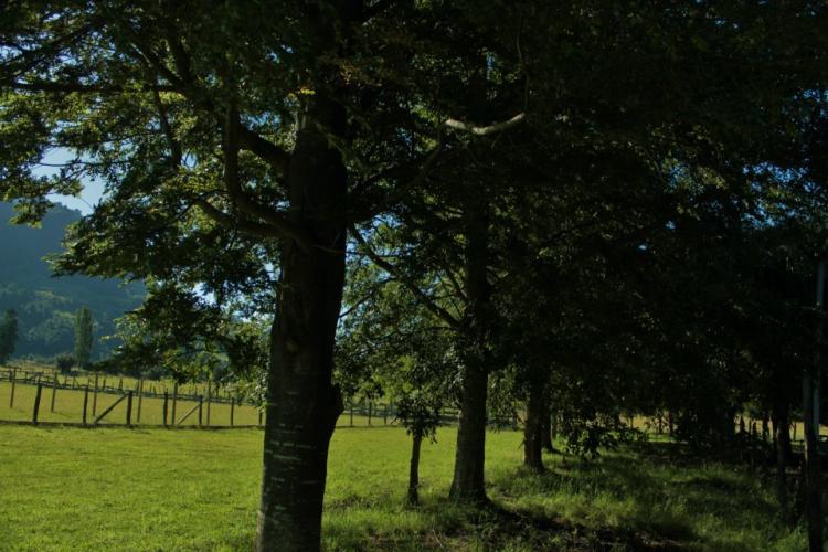 Fotografía 4 de Camping Saltos Del Nilahue en Lago Ranco, Los Rios