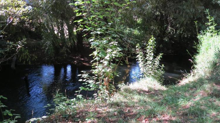 Fotografía 12 de Camping Los Alamos en Padre De Las Casas, Araucania