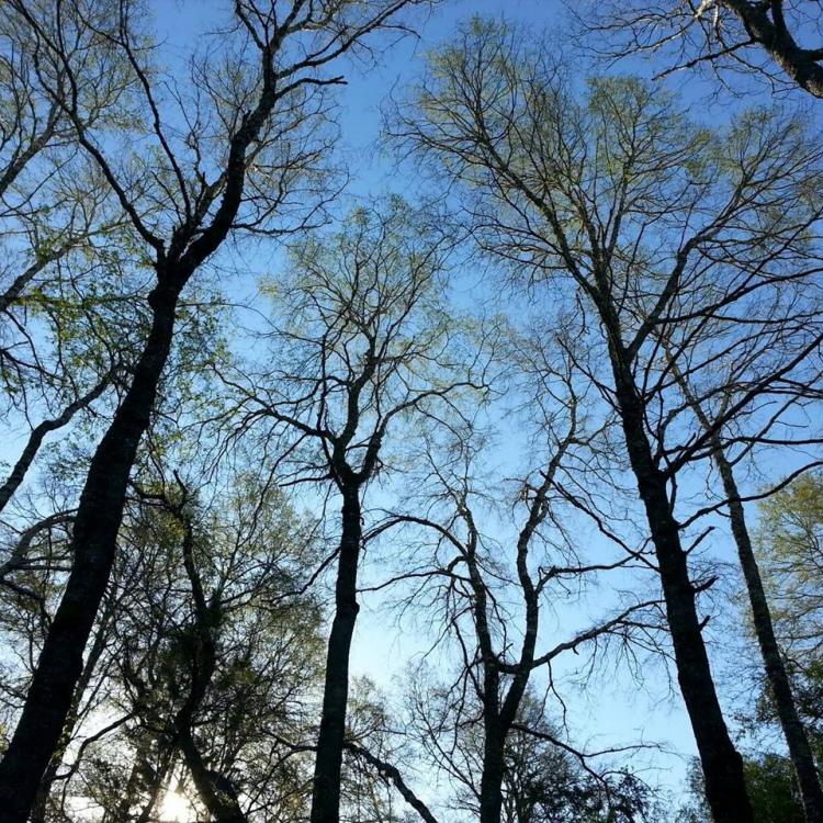 Fotografía 3 de Camping Kolei Mawida en Victoria, Araucania