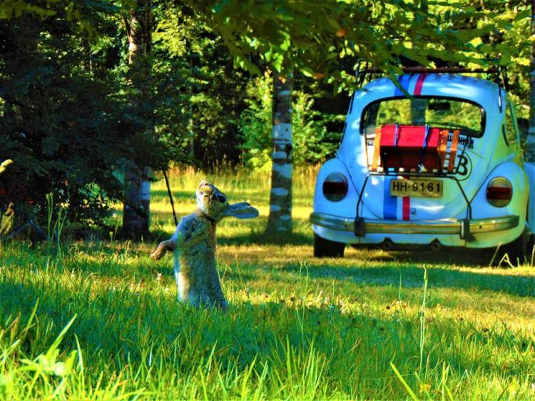 Fotografía 12 de Camping Alicanto en Pucon, Araucania