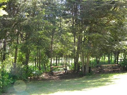 Fotografía 5 de Cabañasy Camping Los Pinos en Villarrica, Araucania