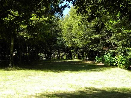 Fotografía 6 de Cabañasy Camping Los Pinos en Villarrica, Araucania