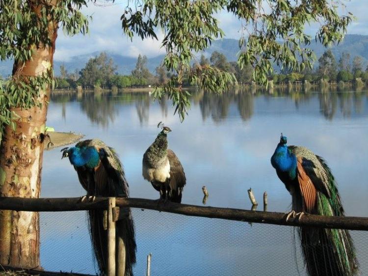 Camping Laguna Esmeralda en Melipilla, Metropolitana