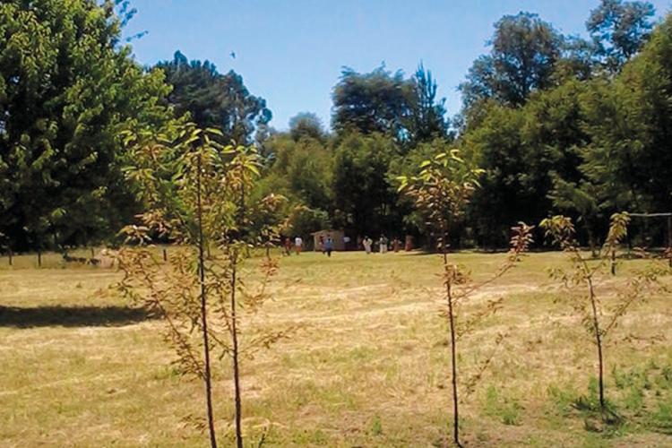 Fotografía 9 de Camping Los Abedules en Cunco, Araucania