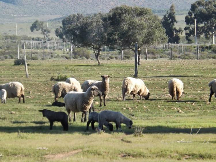 Fotografía 8 de Camping Campo Getsemani en Canela, Coquimbo