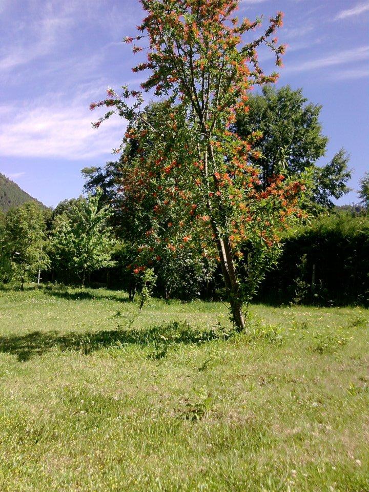 Fotografía 2 de Camping Huincacura en Pucon, Araucania