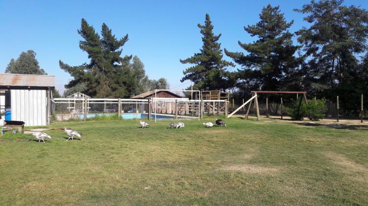 Fotografía 2 de Camping Ensueño II en Las Cabras, Ohiggins