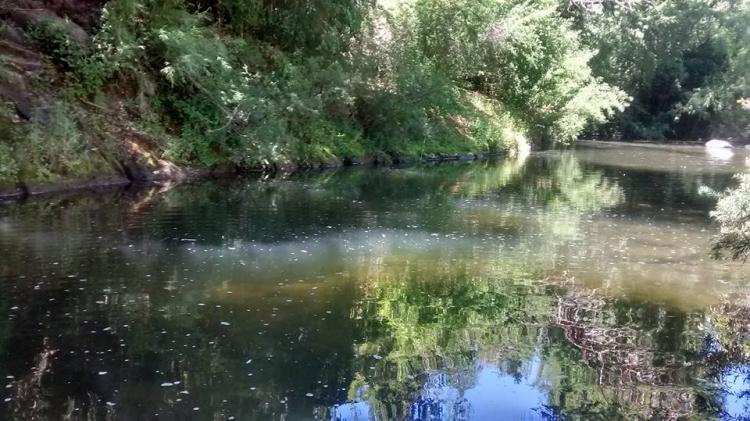 Fotografía 2 de Camping Los Peumos en Curico, Maule