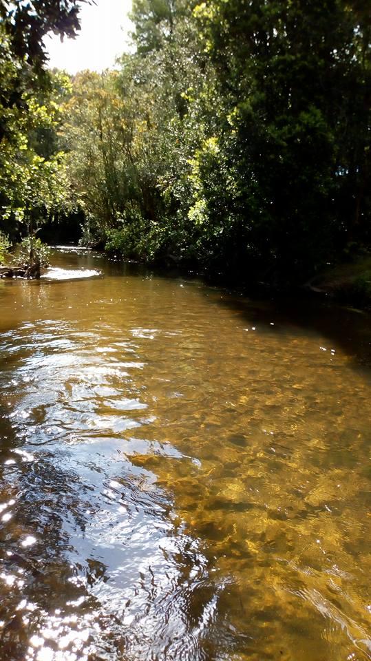 Fotografía 14 de Camping Los Copihues de Casablanca en Paillaco, Los Rios