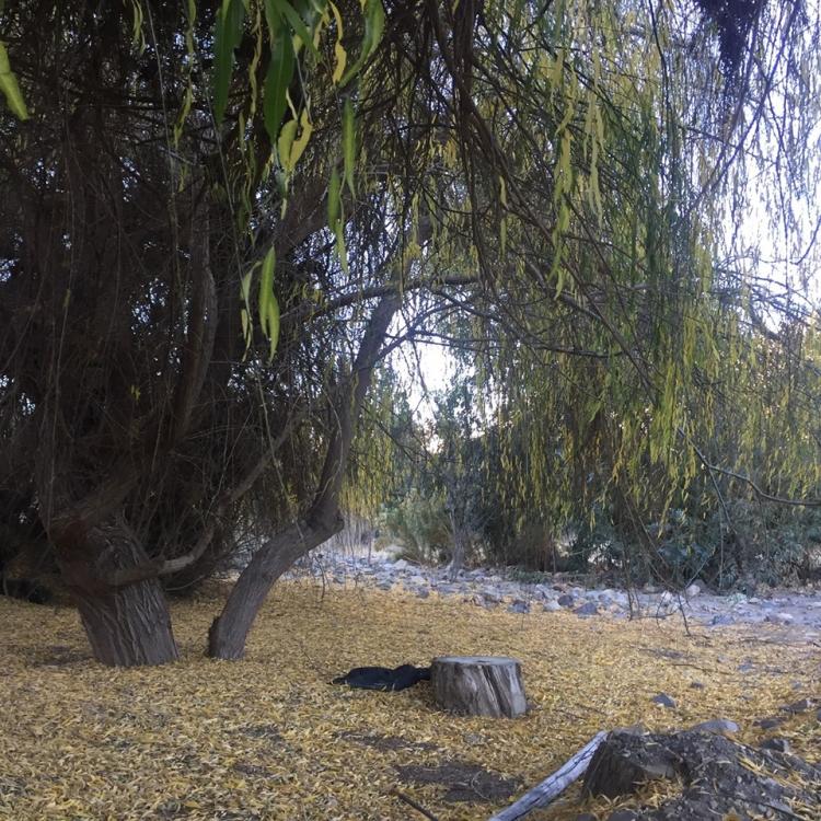 Fotografía 2 de Mystic Eco-Camping Serón Río Hurtado en Rio Hurtado, Coquimbo