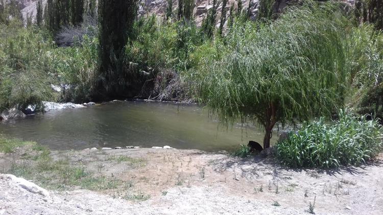 Fotografía 11 de Agro Camping Cañaveral del Elqui en Paihuano, Coquimbo