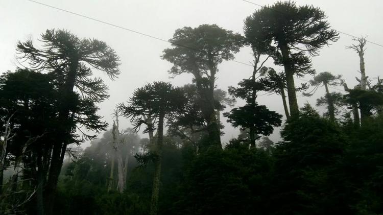 Fotografía 6 de Camping y Cabaña Laguna Tres Pinos en Lonquimay, Araucania