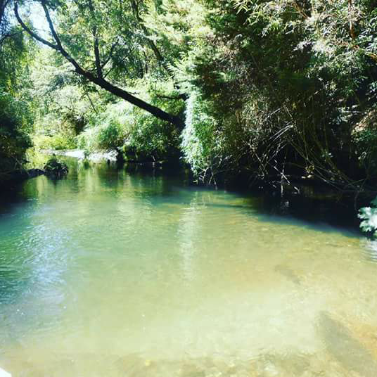Fotografía 2 de Camping Pangui-Valdivia en Los Lagos, Los Rios
