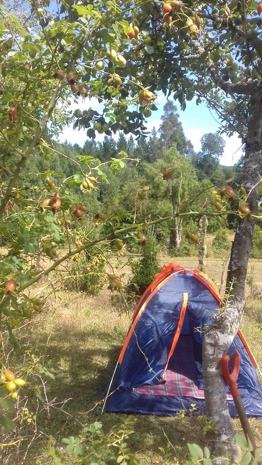 Fotografía 3 de Camping Pangui-Valdivia en Los Lagos, Los Rios