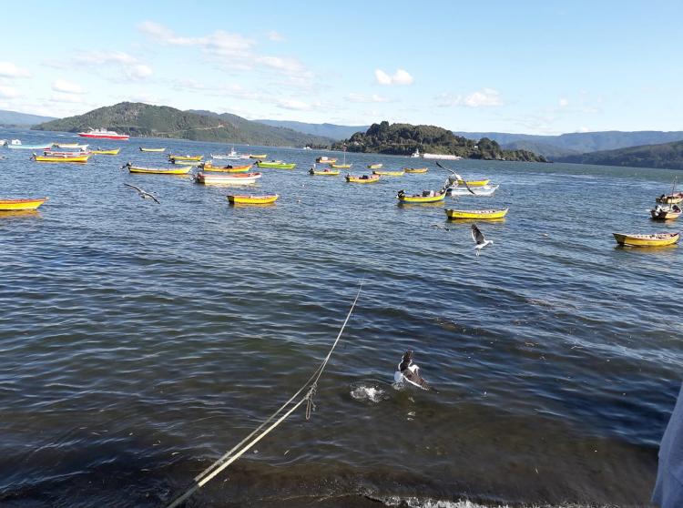 Fotografía 10 de Camping Anita, Isla de Mancera en Corral, Los Rios