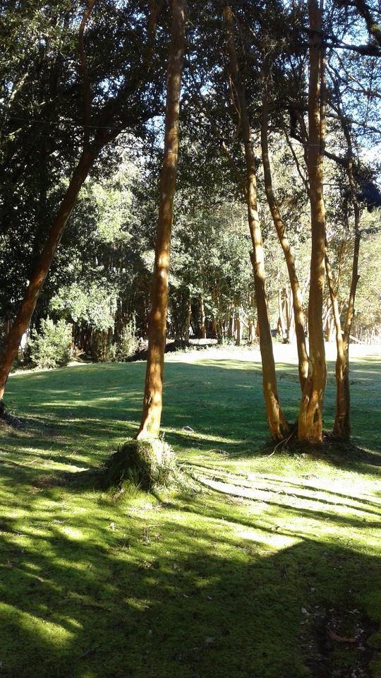 Fotografía 2 de Camping y Hosteria Altos De Chaqueihua en Hualaihue, Los Lagos