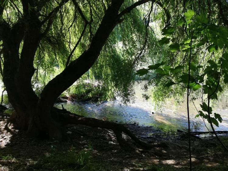 Fotografía 11 de Camping Villa Nieves en Freire, Araucania