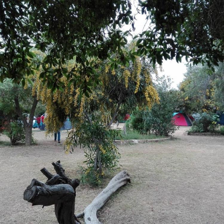Fotografía 11 de Camping El Oasis de Guanaqueros en Coquimbo, Coquimbo