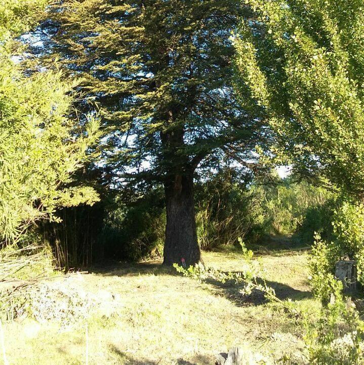 Fotografía 2 de Camping Ayun Chillan en Pinto, Bio Bio