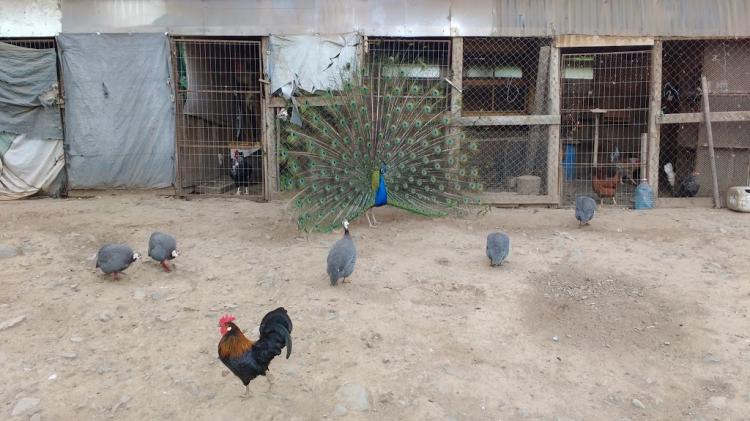 Fotografía 16 de Camping Santa Rosa De Catemu en Catemu, Valparaiso
