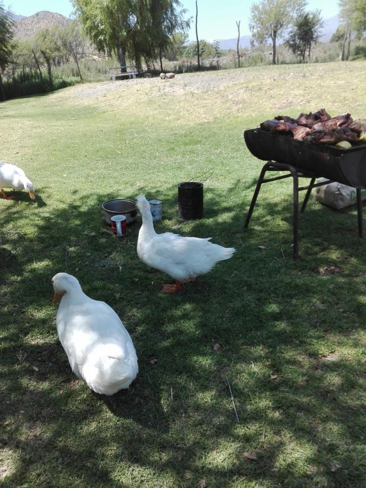 Fotografía 17 de Camping Santa Rosa De Catemu en Catemu, Valparaiso