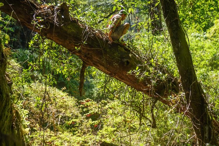 Fotografía 5 de Nothofagus Glamping en Curico, Maule