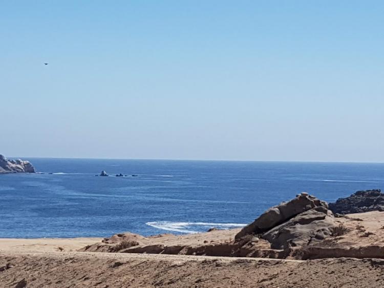Fotografía 11 de Bahia cisnes en Caldera, Atacama