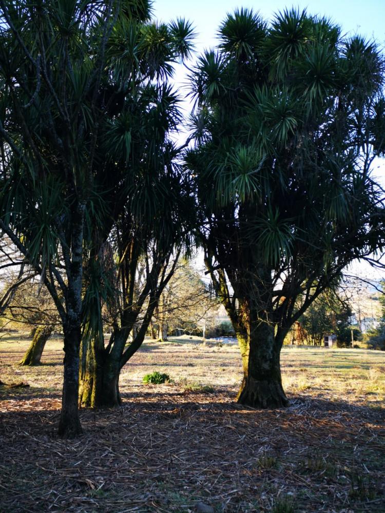 Fotografía 2 de Camping Agroturismo Tres Palmeras en Cunco, Araucania