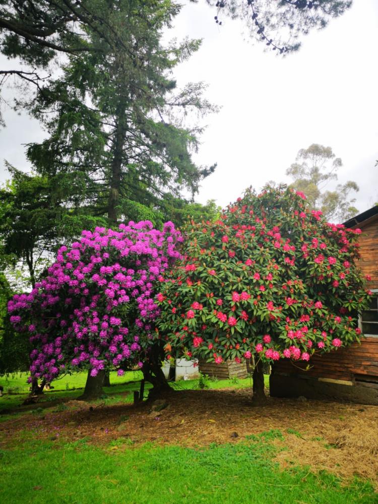 Camping Agroturismo Tres Palmeras en Cunco, Araucania