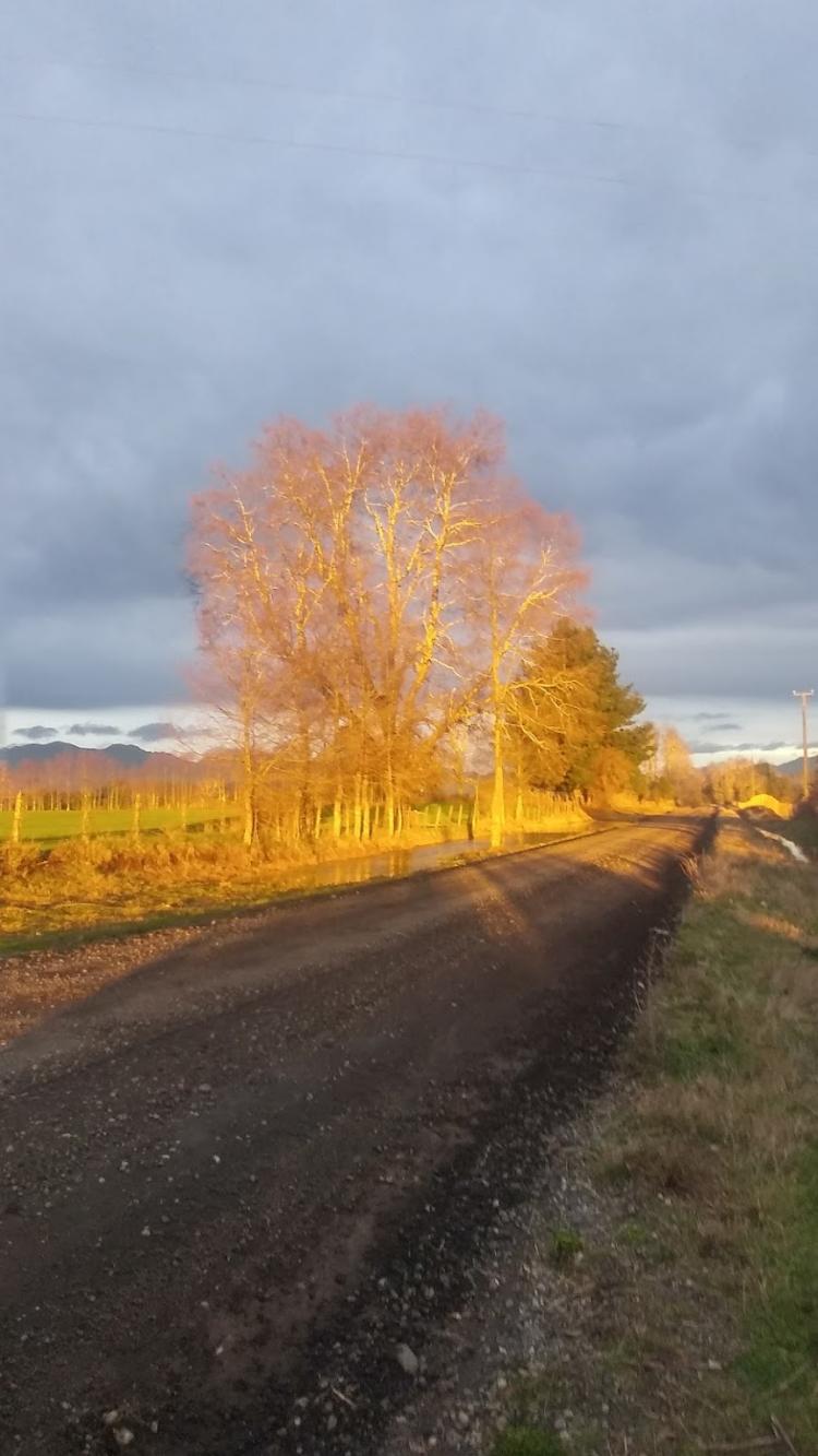 Fotografía 7 de Camping Agroturismo Tres Palmeras en Cunco, Araucania