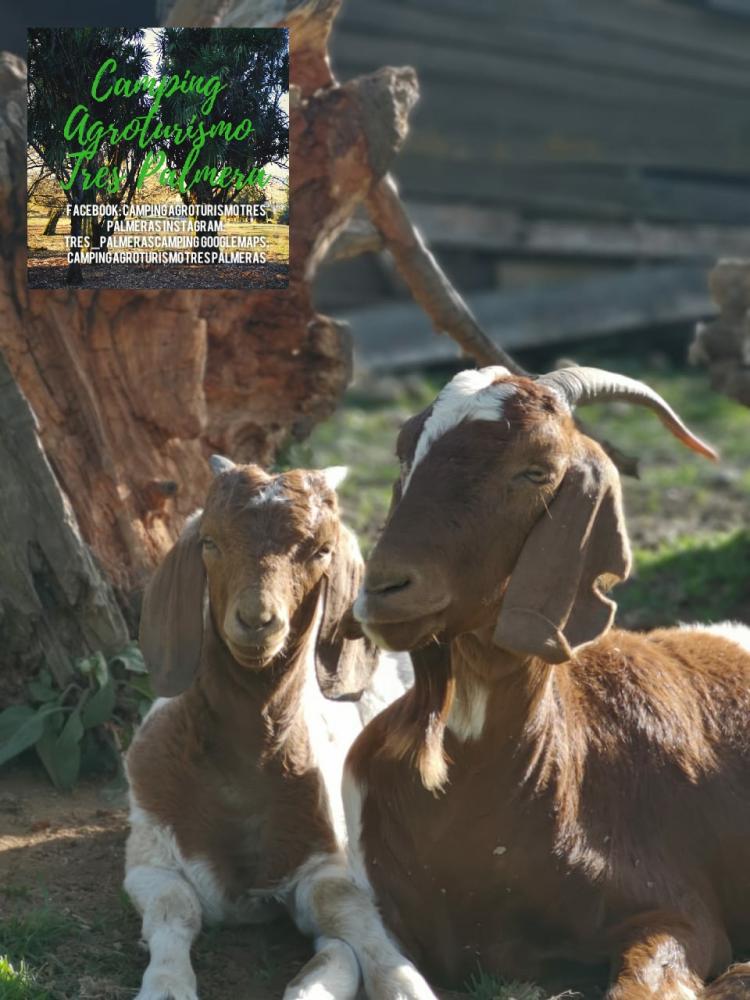 Fotografía 9 de Camping Agroturismo Tres Palmeras en Cunco, Araucania