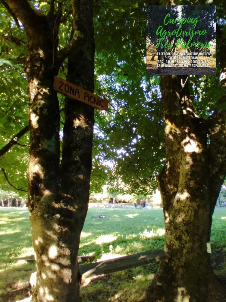 Fotografía 11 de Camping Agroturismo Tres Palmeras en Cunco, Araucania