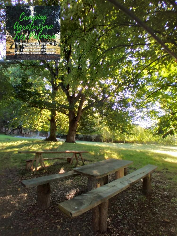 Fotografía 13 de Camping Agroturismo Tres Palmeras en Cunco, Araucania