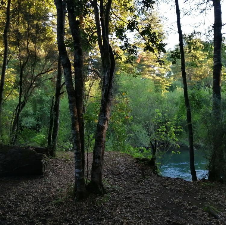 Fotografía 13 de Camping El Canto del Agua en Curacautin, Araucania