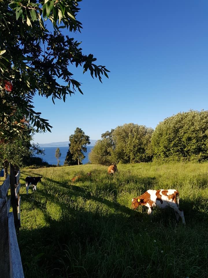Fotografía 7 de Camping El Mirador en Lago Ranco, Los Rios