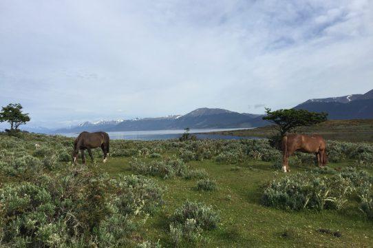 Fotografía 10 de Camping El Padrino en Cabo de Hornos, Magallanes