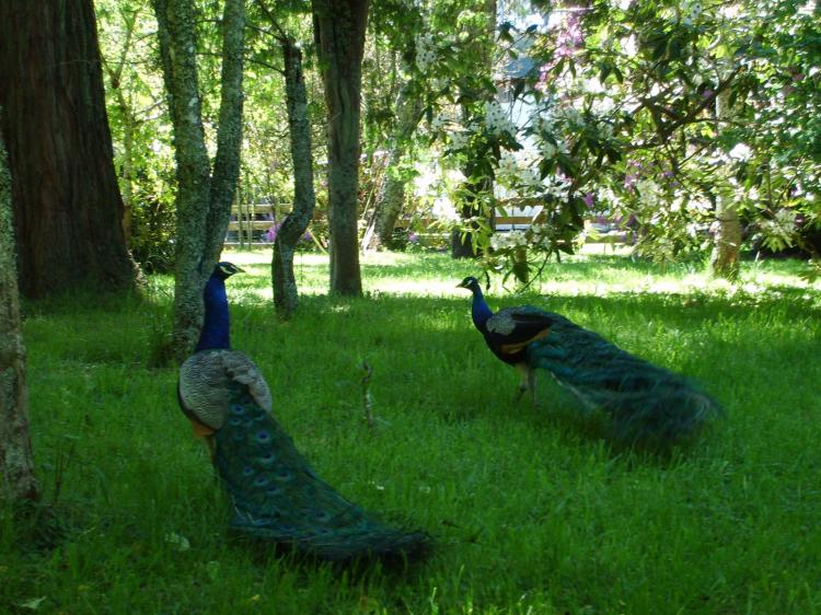 Fotografía 12 de Centro Turísticos Bajo Los Luengo Cunco en Cunco, Araucania