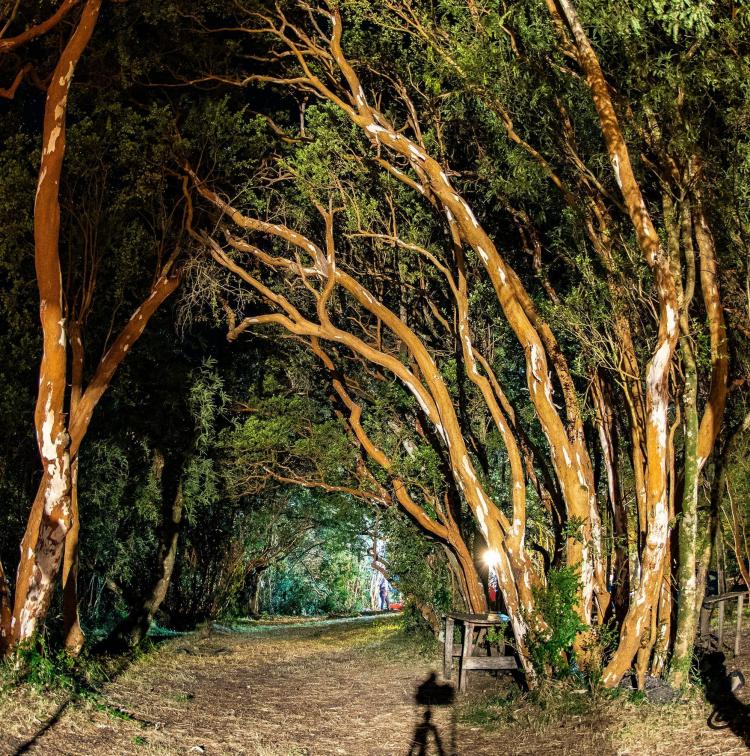 Fotografía 18 de Camping Quichel Riñinahue en Lago Ranco, Los Rios