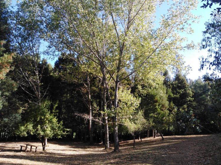 Fotografía 5 de Camping playa Los Queules en Concepcion, Bio Bio